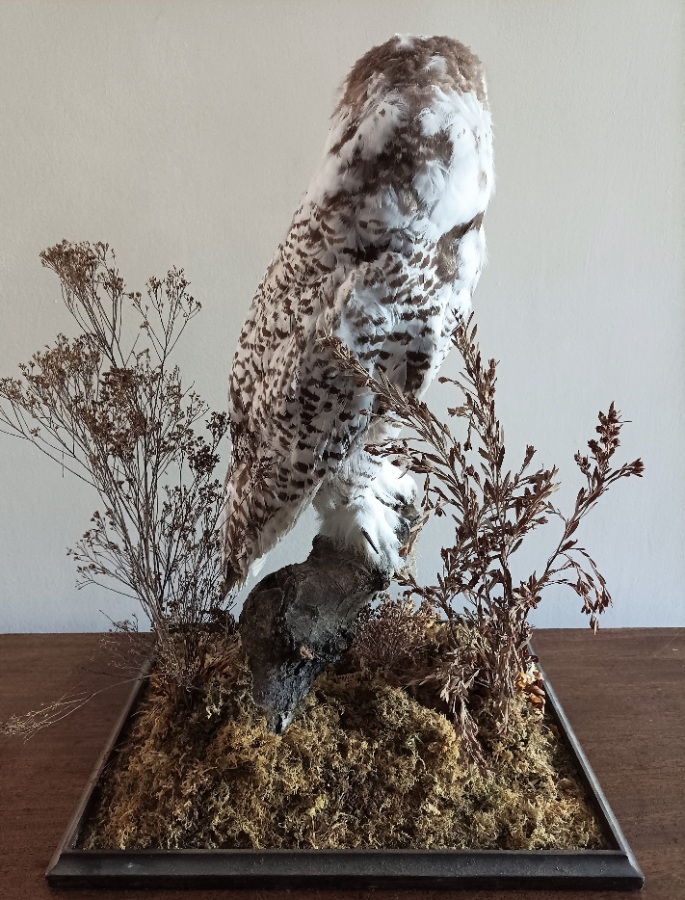 A Cased Taxidermy Snowy Owl, 1920’s (5).jpg